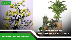 anh dai dien ccat 265