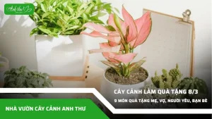 anh dai dien ccat 251