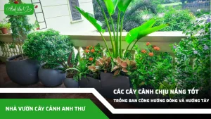 anh dai dien ccat 252