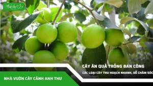 anh dai dien ccat 253