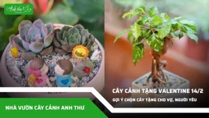anh dai dien ccat 256