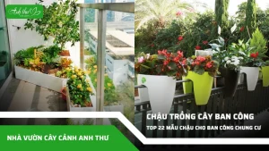 anh dai dien ccat 248