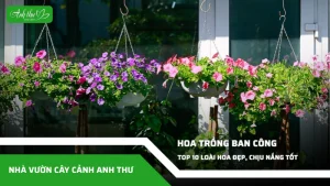 anh dai dien ccat 250