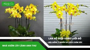 anh dai dien ccat 241