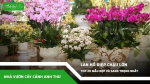anh dai dien ccat 242