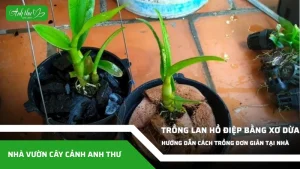anh dai dien ccat 243