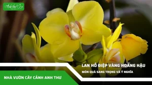 anh dai dien ccat 244