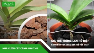 anh dai dien ccat 245