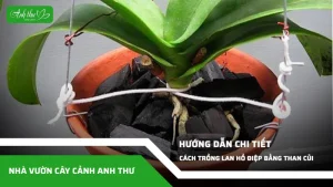 anh dai dien ccat 246