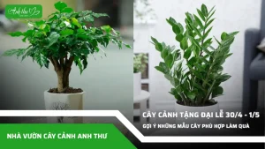 anh dai dien ccat 247