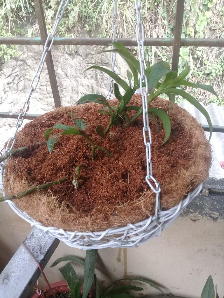 cách trồng lan bằng xơ dừa