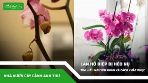 anh dai dien ccat 234