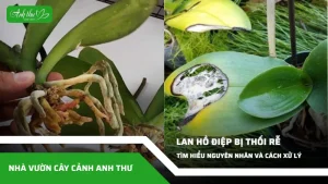 anh dai dien ccat 235