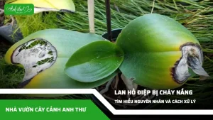 anh dai dien ccat 236