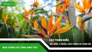 anh dai dien ccat 237