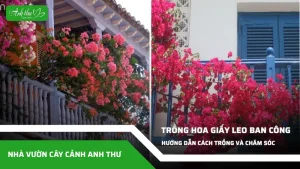 anh dai dien ccat 239
