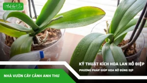 anh dai dien ccat 240