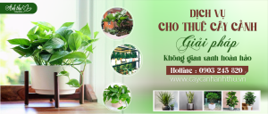 dịch vụ cho thuê cây cảnh