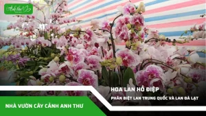 anh dai dien ccat 230