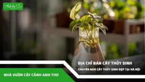 anh dai dien ccat 231