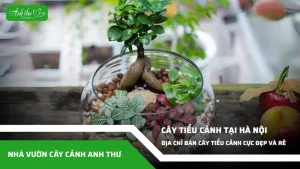 anh dai dien ccat 233
