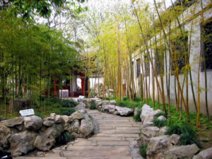cây sân vườn tại Hà Nội