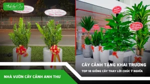 anh dai dien ccat 227