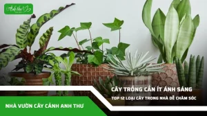 anh dai dien ccat 228