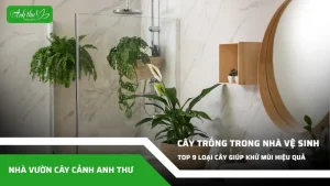 anh dai dien ccat 223