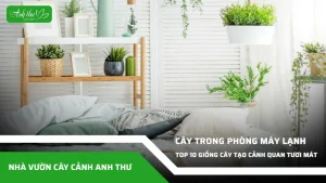 anh dai dien ccat 224