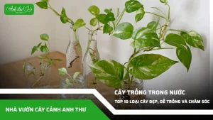 anh dai dien ccat 221