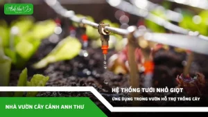 anh dai dien ccat 217