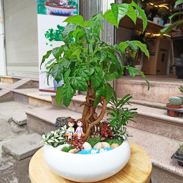 Cây hạnh phúc để bàn