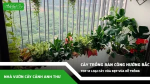 anh dai dien ccat 208
