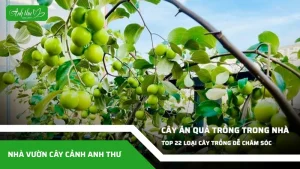 anh dai dien ccat 209
