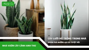 anh dai dien ccat 210