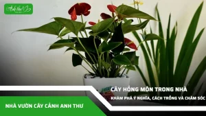 anh dai dien ccat 211