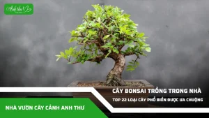 anh dai dien ccat 214