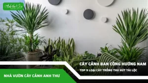 anh dai dien ccat 215