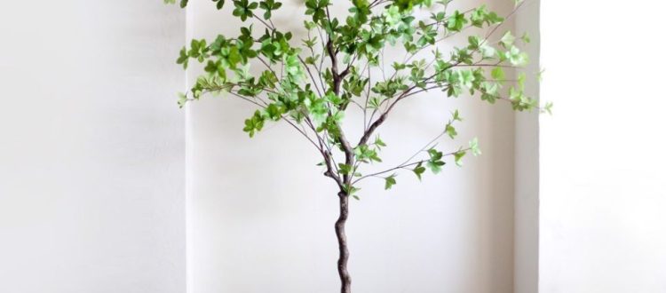 cây bàng đài loan trồng trong nhà