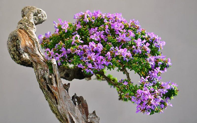 Cây linh sam bonsai