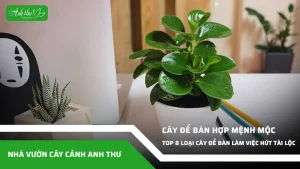 anh dai dien ccat 205