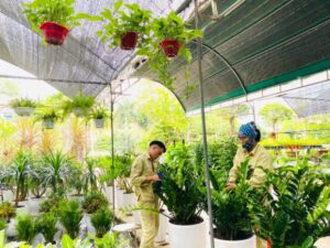 vườn cây cảnh anh thư