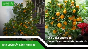 anh dai dien ccat 193