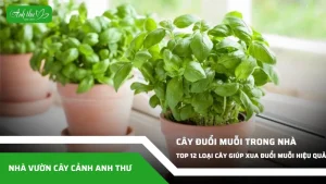 anh dai dien ccat 200