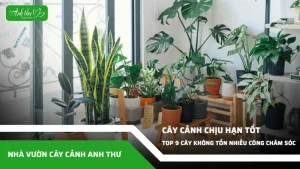 anh dai dien ccat 184