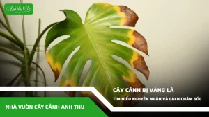 anh dai dien ccat 187