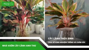 anh dai dien ccat 188