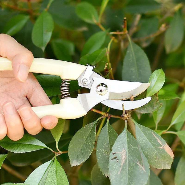 Chọn kéo thuận tay cầm