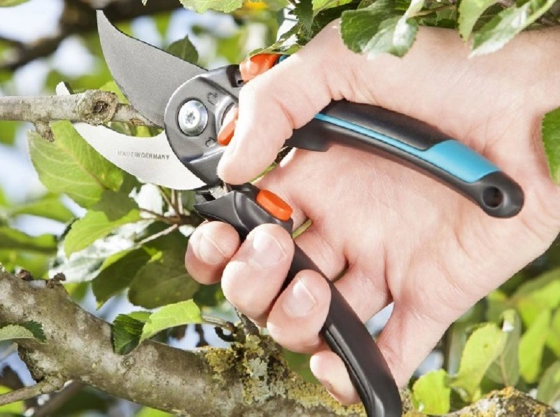 Dịch vụ cắt tỉa cây cảnh